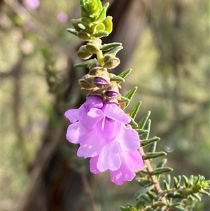 Prostanthera decussata (Dense Mint Bush) at Cowra, NSW by Tapirlord