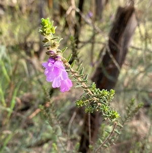 Prostanthera decussata at Cowra, NSW - 17 Jul 2024 03:08 PM