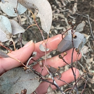 Eucalyptus dives at Bumbaldry, NSW by Tapirlord