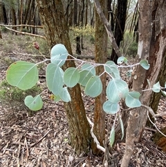 Unidentified at suppressed - 17 Jul 2024