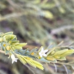 Olax stricta (Olax) at Bumbaldry, NSW - 17 Jul 2024 by Tapirlord