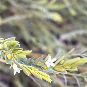 Olax stricta at Bumbaldry, NSW - 17 Jul 2024