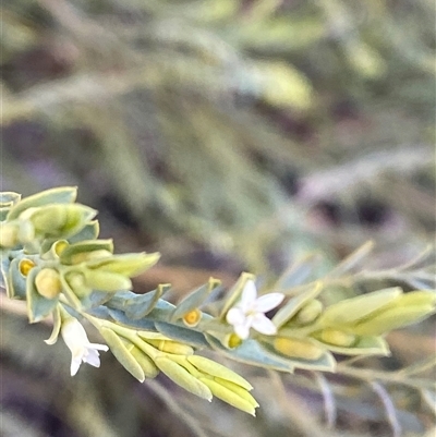 Olax stricta (Olax) at Bumbaldry, NSW - 17 Jul 2024 by Tapirlord