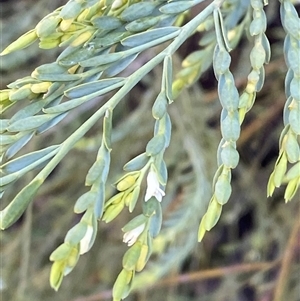 Olax stricta at Bumbaldry, NSW - 17 Jul 2024