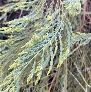 Olax stricta at Bumbaldry, NSW - 17 Jul 2024