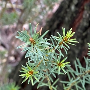 Pultenaea subspicata at Bumbaldry, NSW - 17 Jul 2024