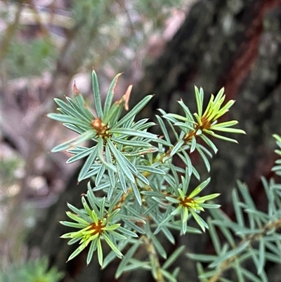 Pultenaea subspicata (Low Bush-pea) at Bumbaldry, NSW - 17 Jul 2024 by Tapirlord