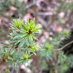 Pultenaea subspicata at Bumbaldry, NSW - 17 Jul 2024