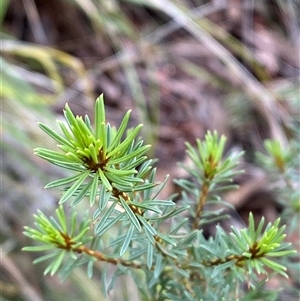 Pultenaea subspicata at Bumbaldry, NSW - 17 Jul 2024 02:27 PM