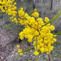 Acacia gladiiformis (Sword Wattle, Sword-leaf Wattle) at Cowra, NSW - 17 Jul 2024 by Tapirlord