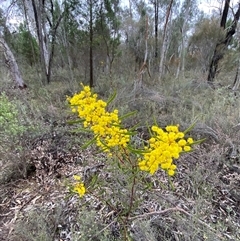 Acacia gladiiformis at Cowra, NSW - 17 Jul 2024 02:20 PM