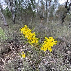 Acacia gladiiformis at Cowra, NSW - 17 Jul 2024