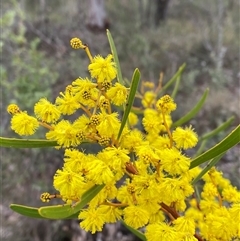 Acacia gladiiformis at Cowra, NSW - 17 Jul 2024 02:20 PM