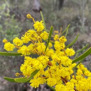 Acacia gladiiformis at Cowra, NSW - 17 Jul 2024