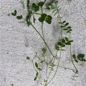 Vicia sp. at Hughes, ACT - 23 Oct 2024