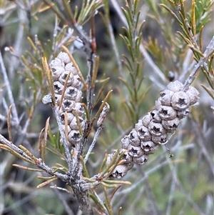 Melaleuca parvistaminea at Cowra, NSW by Tapirlord