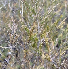 Melaleuca diosmatifolia at Cowra, NSW - 17 Jul 2024 02:18 PM