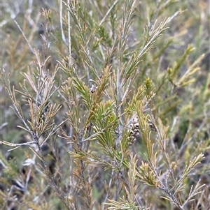 Melaleuca diosmatifolia at Cowra, NSW - 17 Jul 2024