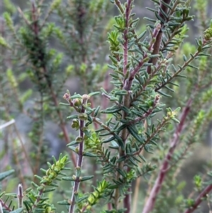 Prostanthera decussata (Dense Mint Bush) at Cowra, NSW by Tapirlord