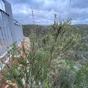 Prostanthera decussata at Cowra, NSW - 17 Jul 2024