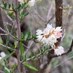 Cryptandra sp. Floriferous (W.R.Barker 4131) W.R.Barker at Cowra, NSW - 17 Jul 2024 by Tapirlord