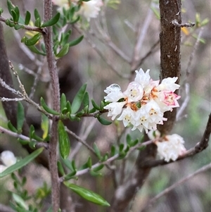 Cryptandra sp. Floriferous (W.R.Barker 4131) W.R.Barker at Cowra, NSW by Tapirlord