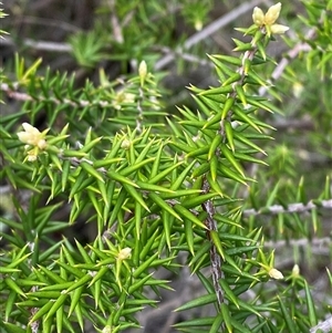 Acrotriche rigida at Cowra, NSW - 17 Jul 2024