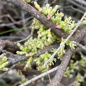 Acrotriche rigida at Cowra, NSW - 17 Jul 2024