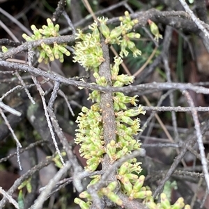 Acrotriche rigida at Cowra, NSW - 17 Jul 2024