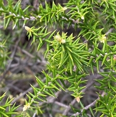 Acrotriche rigida at Cowra, NSW - 17 Jul 2024