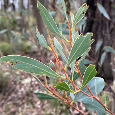 Acacia penninervis var. penninervis (Hickory Wattle) at Cowra, NSW - 17 Jul 2024 by Tapirlord