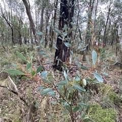 Acacia penninervis var. penninervis at Cowra, NSW - 17 Jul 2024 01:34 PM