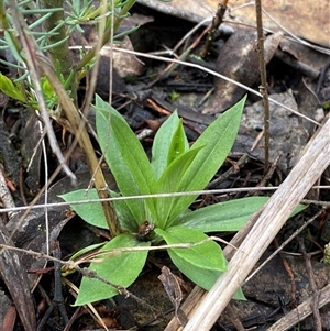 Pterostylis plumosa at Cowra, NSW - suppressed