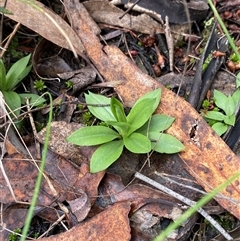 Pterostylis plumosa at Cowra, NSW - suppressed