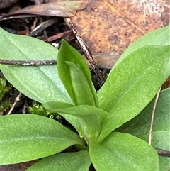 Pterostylis plumosa at Cowra, NSW - suppressed