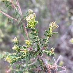 Dillwynia phylicoides (A Parrot-pea) at Cowra, NSW - 17 Jul 2024 by Tapirlord