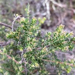 Dillwynia phylicoides at Cowra, NSW - 17 Jul 2024 01:32 PM