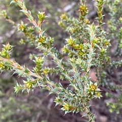 Pultenaea procumbens (Bush Pea) at Cowra, NSW - 17 Jul 2024 by Tapirlord