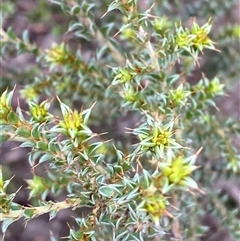 Pultenaea procumbens at Cowra, NSW - 17 Jul 2024