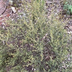 Pultenaea procumbens at Cowra, NSW - 17 Jul 2024 01:32 PM