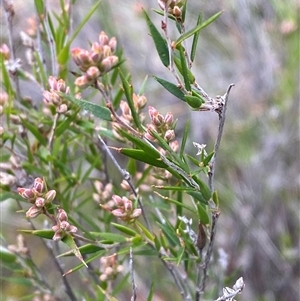 Leucopogon virgatus at Cowra, NSW - 17 Jul 2024