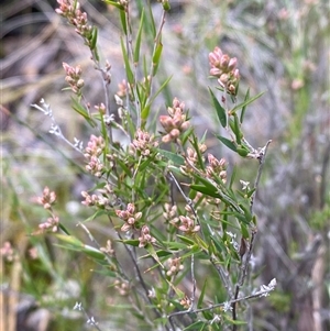 Leucopogon virgatus at Cowra, NSW - 17 Jul 2024