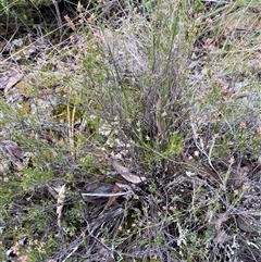 Leucopogon virgatus at Cowra, NSW - 17 Jul 2024