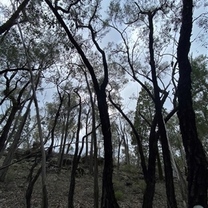 Eucalyptus sideroxylon subsp. sideroxylon (Mugga Ironbark or Red Ironbark) at Cowra, NSW by Tapirlord