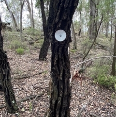 Eucalyptus sideroxylon subsp. sideroxylon at Cowra, NSW - 17 Jul 2024 01:29 PM