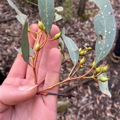 Eucalyptus sideroxylon subsp. sideroxylon at Cowra, NSW - 17 Jul 2024