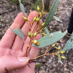 Eucalyptus sideroxylon subsp. sideroxylon at Cowra, NSW - 17 Jul 2024 01:29 PM