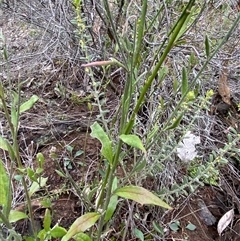 Dampiera lanceolata (Lance-leaf Dampiera) at Cowra, NSW - 17 Jul 2024 by Tapirlord