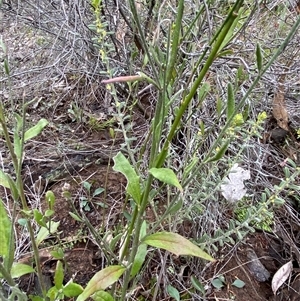 Dampiera lanceolata (Lance-leaf Dampiera) at Cowra, NSW by Tapirlord