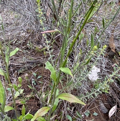 Dampiera lanceolata (Lance-leaf Dampiera) at Cowra, NSW - 17 Jul 2024 by Tapirlord